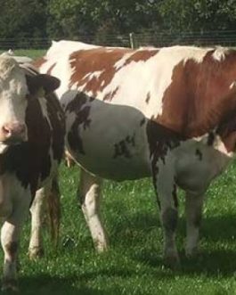 Buy MONTBÉLIARDE CATTLE online