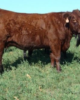 Buy SALERS CATTLE online